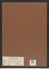 Hemiaulus danicus Grun. (de-Toni-Nr.: Genus 117, Species 3379) Zeichnungen Sammlung Grunow Mappe 03584 (Herbarium_W_Grunow_drawings_Folder_03584)